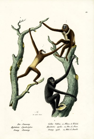 Siamang, 1824 von Karl Joseph Brodtmann